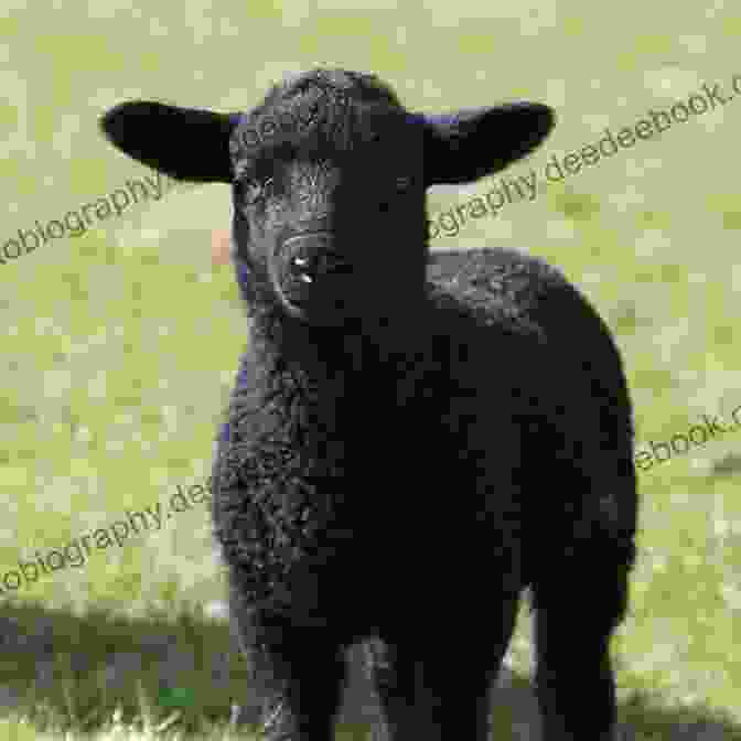 A Black Sheep In A Field Children S Nursery Rhymes: 70 Most Popular Nursery Rhymes