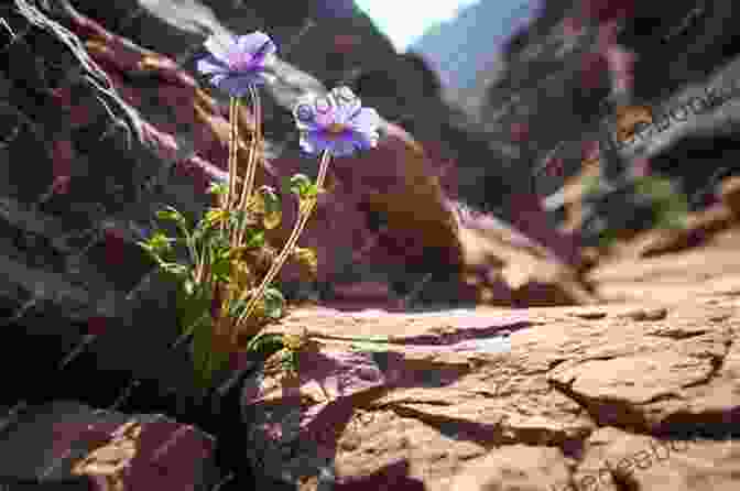 A Close Up Of A Delicate Wildflower Blooming Amidst The Rugged Terrain Of Ruby Ridge, Symbolizing The Hope And Resilience That Blossoms Even In The Harshest Of Environments. Love Grows In Ruby Ridge (Gemstone Brides Of The West 2)