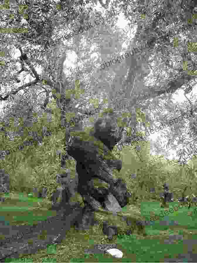 A Close Up Of An Ancient Olive Tree In The Dafnis Family's Grove, Its Gnarled Trunk And Silvery Leaves Evoking Centuries Of History Among The Olive Groves (Zakynthian Family 1)