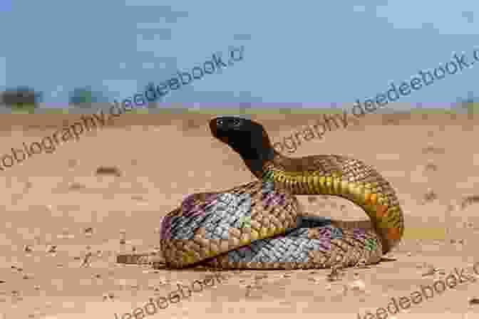 A Coiled Inland Taipan Snake With Its Head Raised Deadliest Animals And Creatures On Land: (Age 5 8) (Dangerous Animals And Creatures)