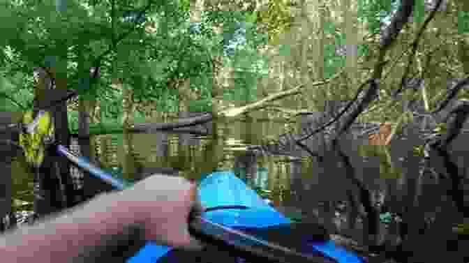 A Kayaker Encounters An Alligator During The Race Across Anaconda Swamp The Race Across Anaconda Swamp: A Challenge Island STEAM Adventure