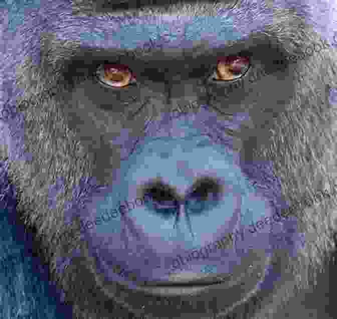 A Magnificent Silverback Gorilla, With Piercing Eyes And A Commanding Presence Forbidden Wilds 7: Out Of The Big Black (The Forbidden Wilds)