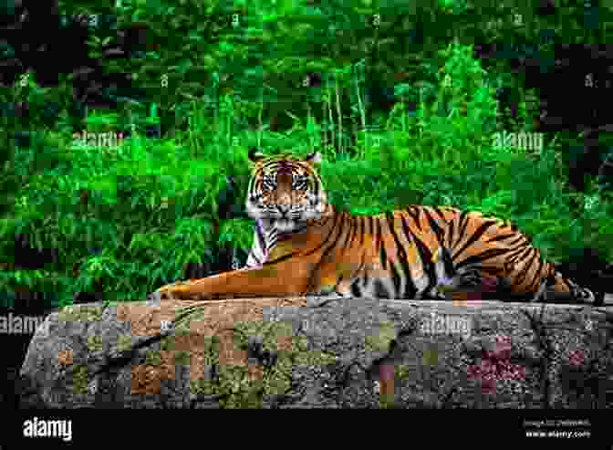 A Majestic Bengal Tiger Resting On A Rock, Surrounded By Lush Vegetation Rajasthan: For The Independent Traveler (Adventure Travel 9)