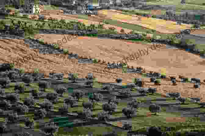 A Panoramic View Of The Sprawling Olive Groves Owned By The Dafnis Family, Stretching Across The Rolling Hills Of Zakynthos Among The Olive Groves (Zakynthian Family 1)