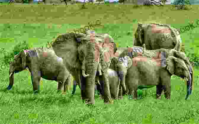 A Photograph Of Rafu, A Young African Boy, Standing In A Field With A Herd Of Elephants In The Background. RAFU: An African Story Steve Irvan