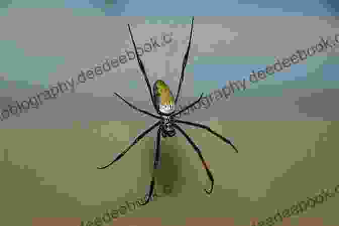 A Spider Hanging From A Web Children S Nursery Rhymes: 70 Most Popular Nursery Rhymes