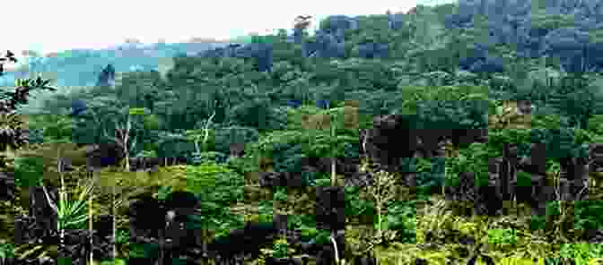Dense Rainforest Of The Congo Basin, With Intertwined Trees And Lush Vegetation Forbidden Wilds 7: Out Of The Big Black (The Forbidden Wilds)