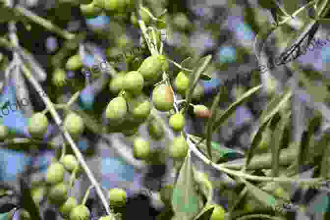 Members Of The Dafnis Family And Their Friends Harvesting Olives In Their Grove, Their Hands Deftly Plucking The Ripe Fruit From The Branches Among The Olive Groves (Zakynthian Family 1)